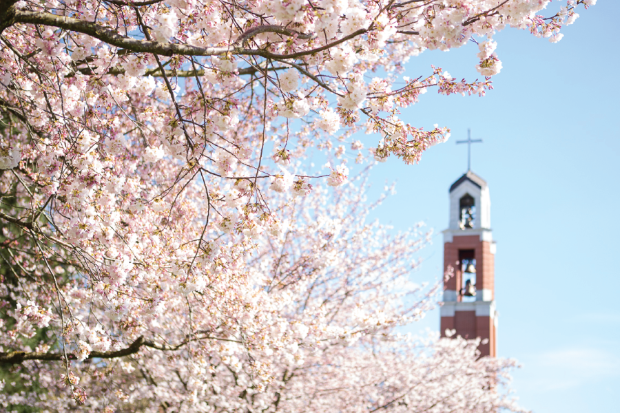 Bell Tower with Cherry Blossoms